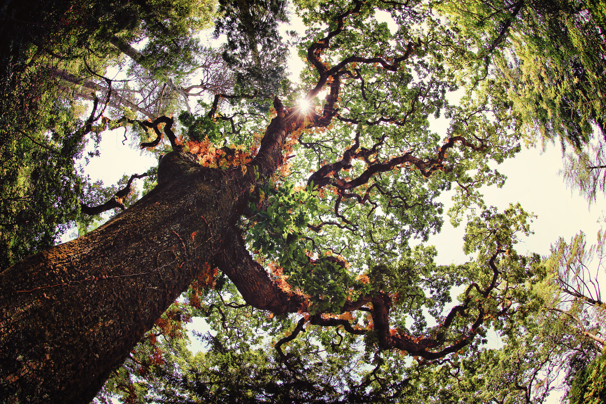 Canon EF 8-15mm F4L Fisheye USM sample photo. The octotree photography