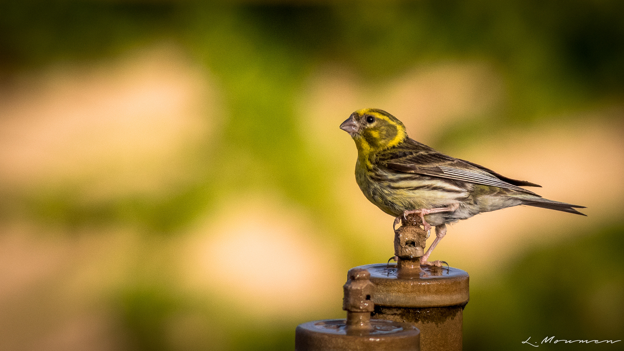 Canon EOS 750D (EOS Rebel T6i / EOS Kiss X8i) sample photo. Serin photography