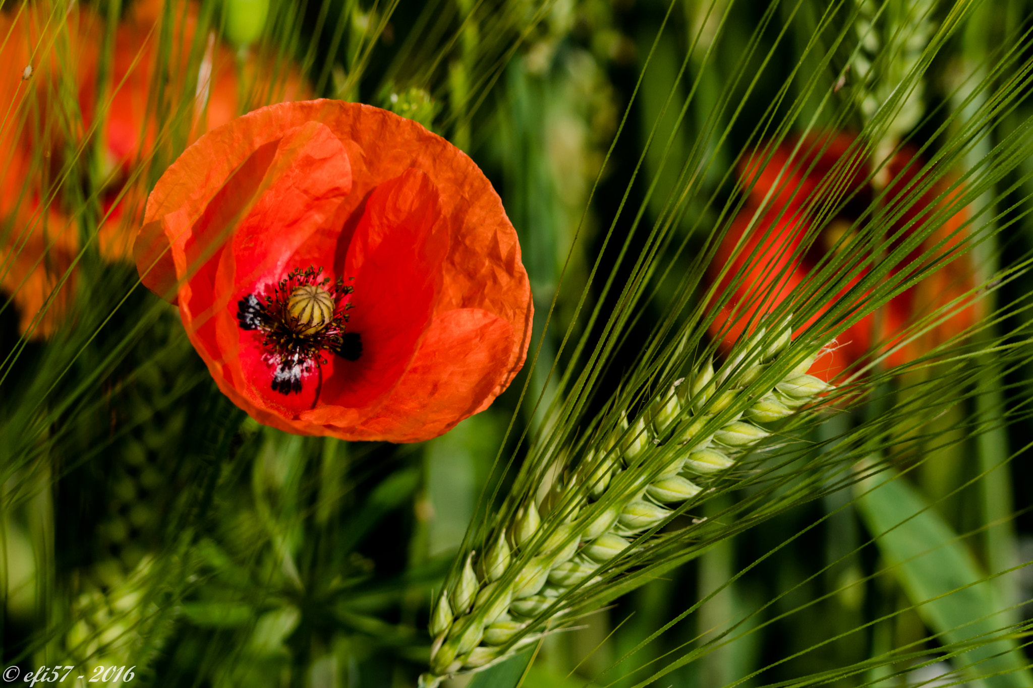 Sony a6300 + Sony FE 24-240mm F3.5-6.3 OSS sample photo. Poppy flower - mohnblume photography