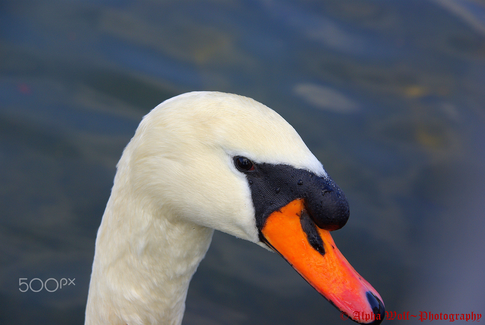 Pentax K10D sample photo. Swan photography