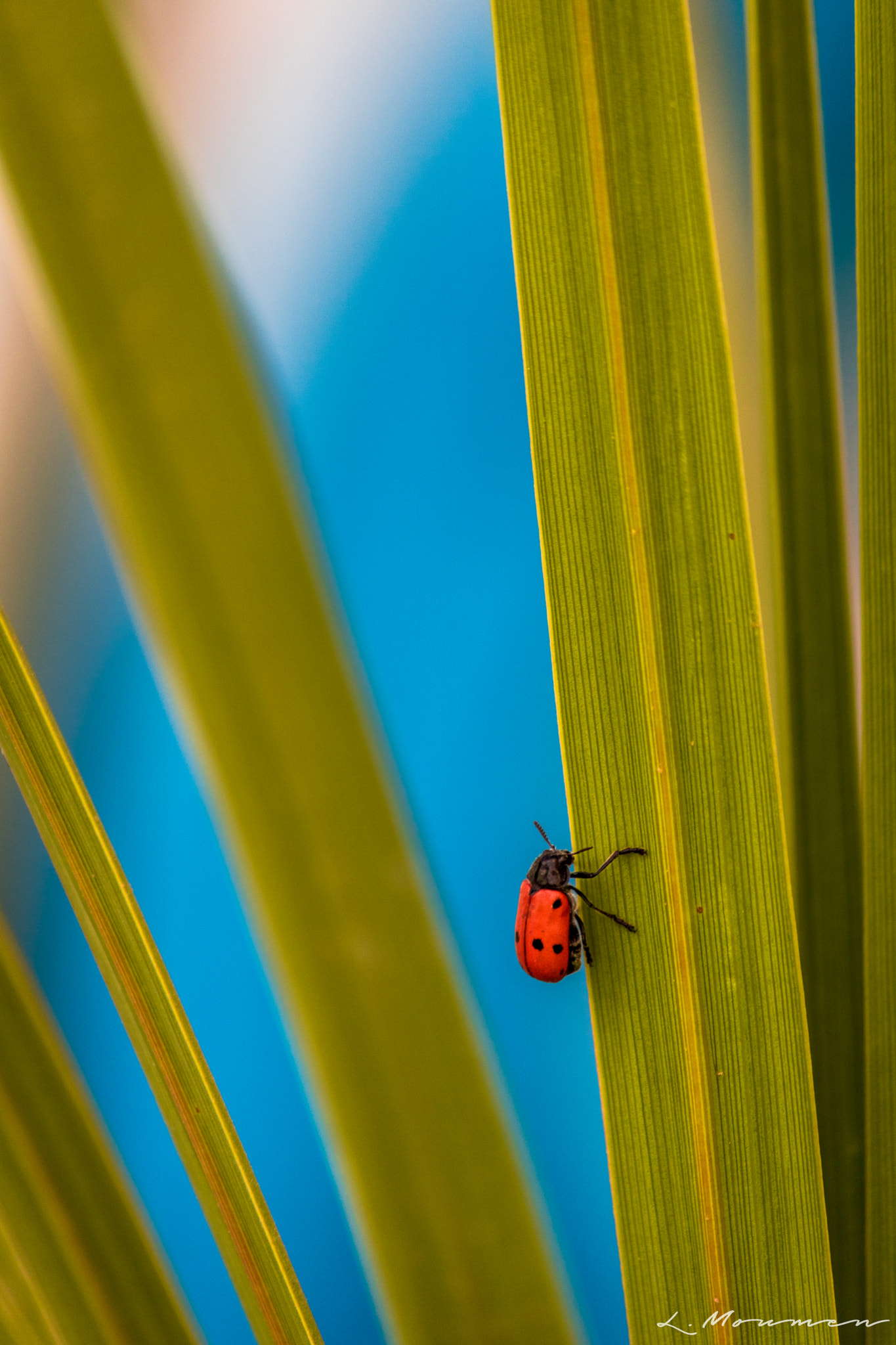 Canon EOS 750D (EOS Rebel T6i / EOS Kiss X8i) sample photo. Beetle photography