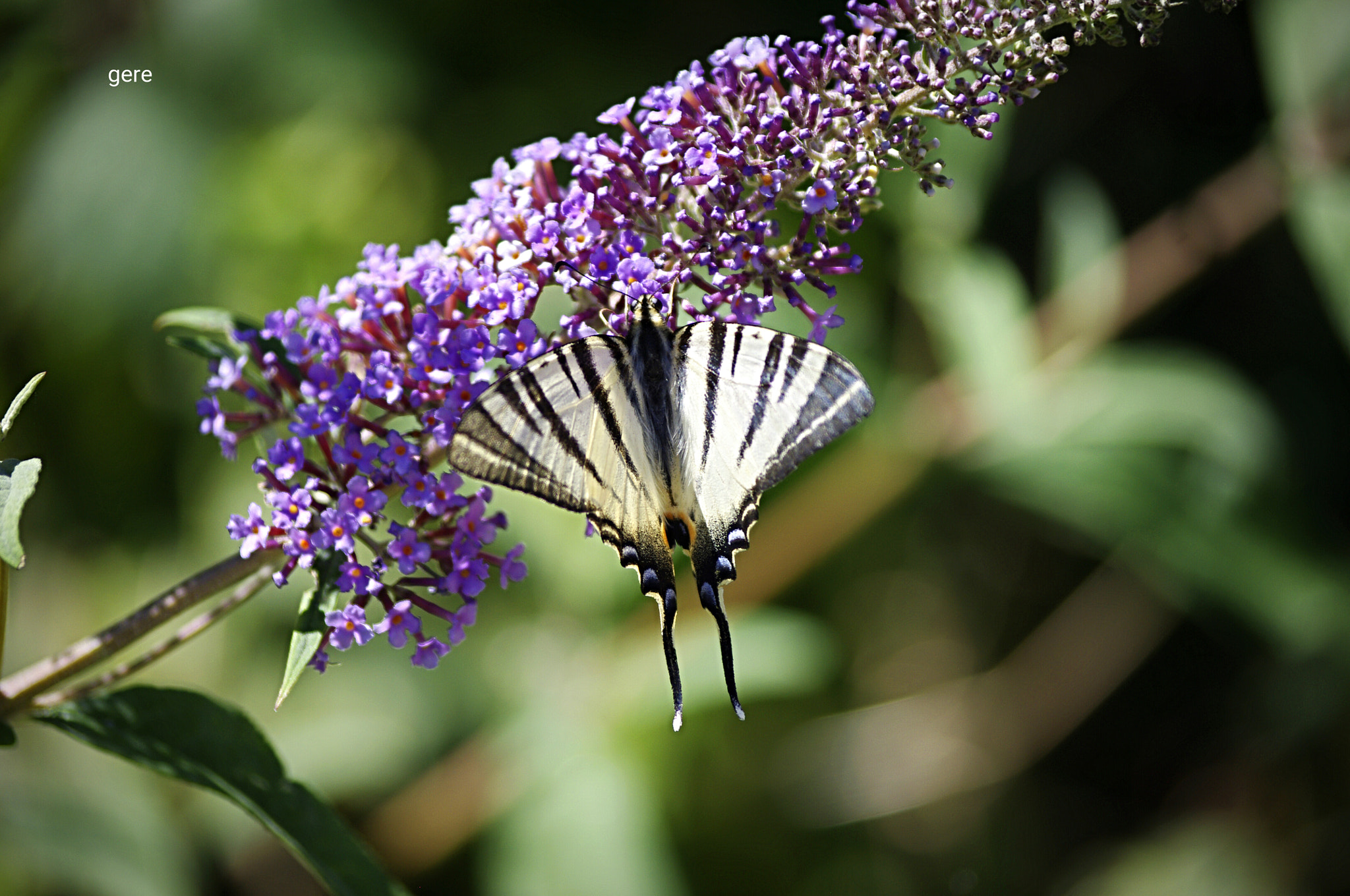 Pentax K-x sample photo. Butterfly photography