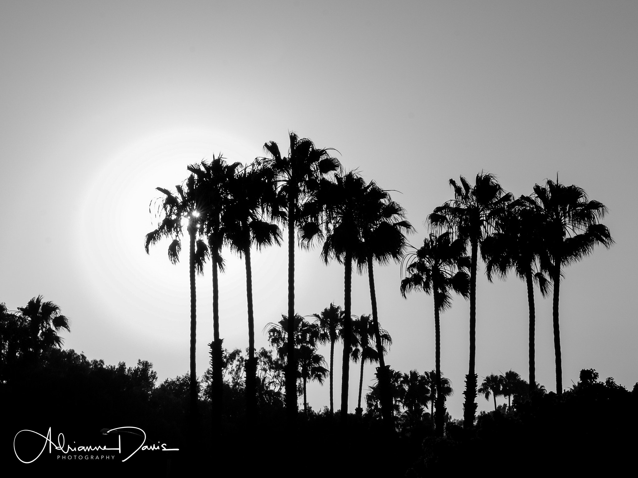 Nikon D80 + Tamron SP 24-70mm F2.8 Di VC USD sample photo. Sunset & palm trees photography