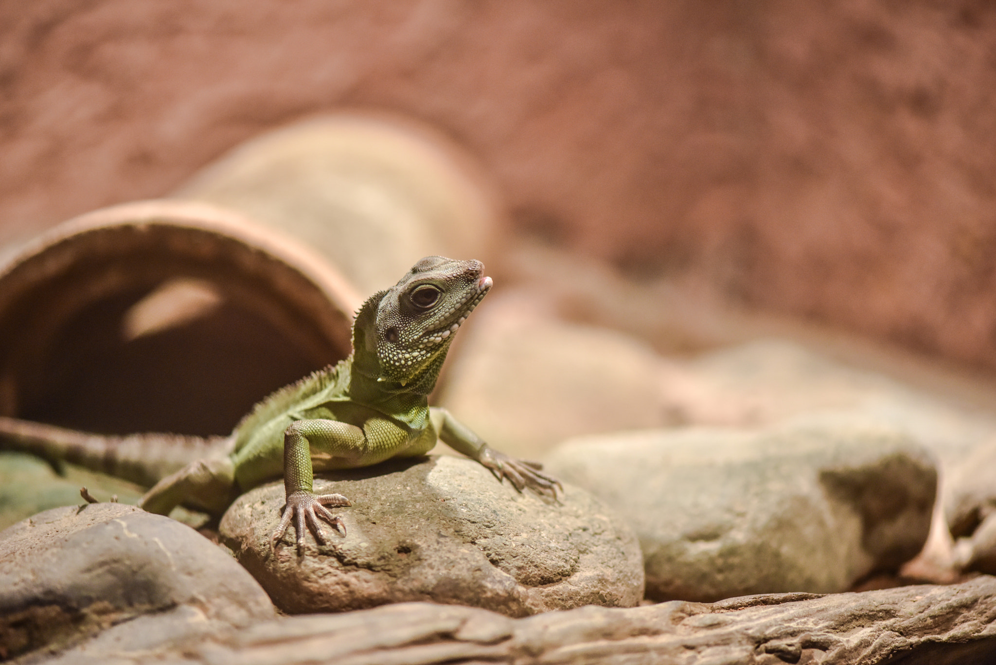 Nikon D810 + ZEISS Makro-Planar T* 100mm F2 sample photo. Dsc_7612.jpg photography