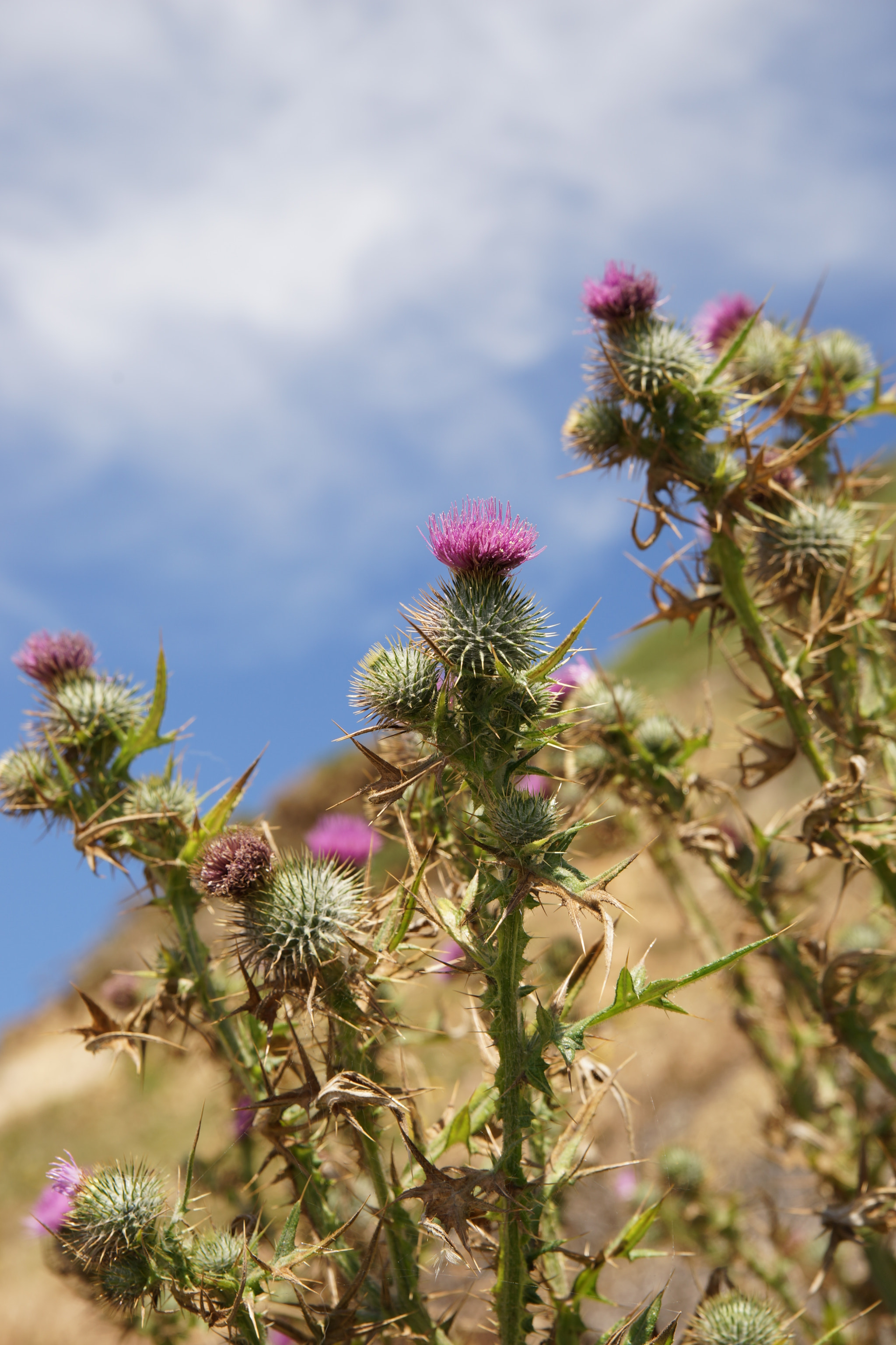 Sony a99 II + Tamron Lens (255) sample photo. Thistle on the beach wall photography