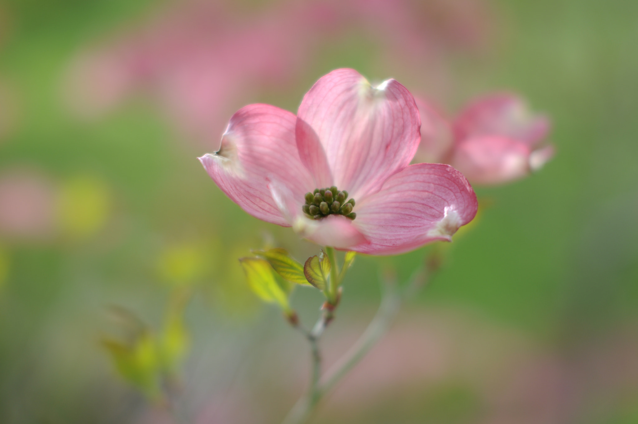 Nikon D5000 + Sigma 50mm F1.4 EX DG HSM sample photo