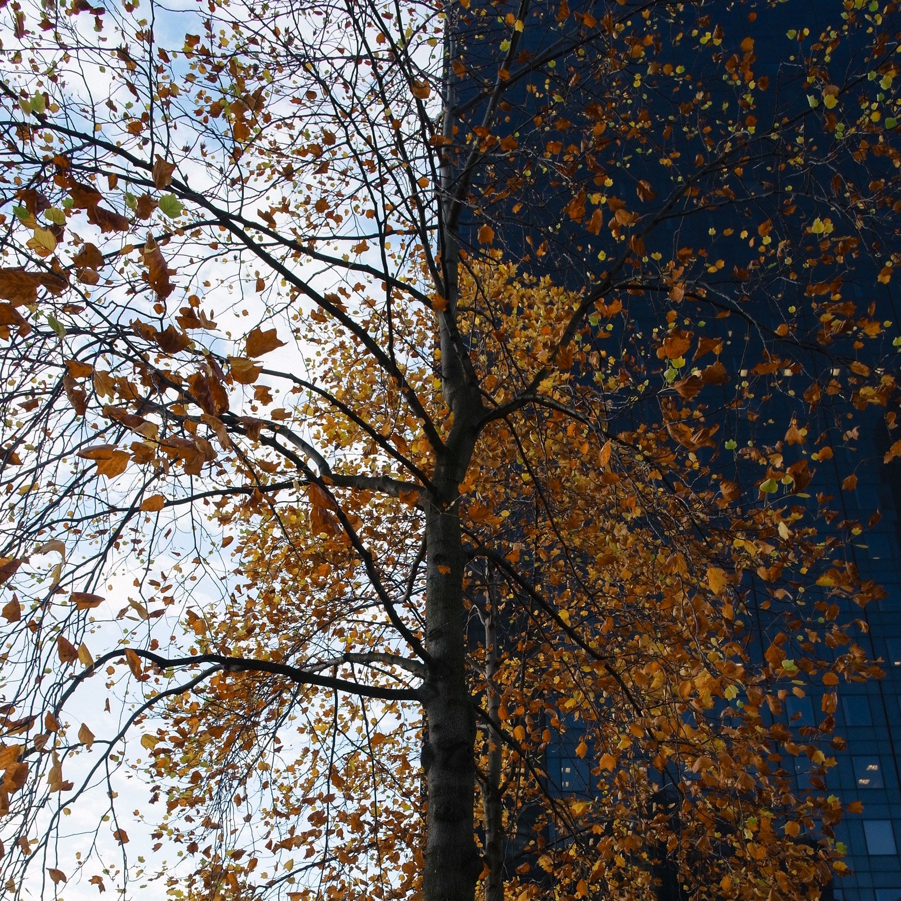 GR LENS A12 28mm F2.5 sample photo. Ss photography