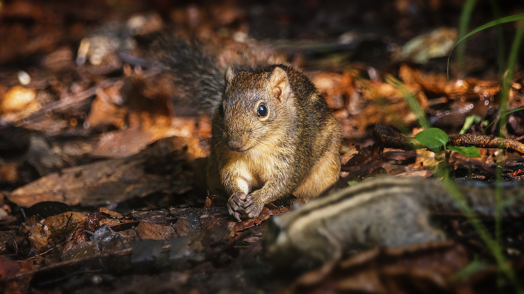 Sony SLT-A57 sample photo. Berdmore's ground squirrel photography