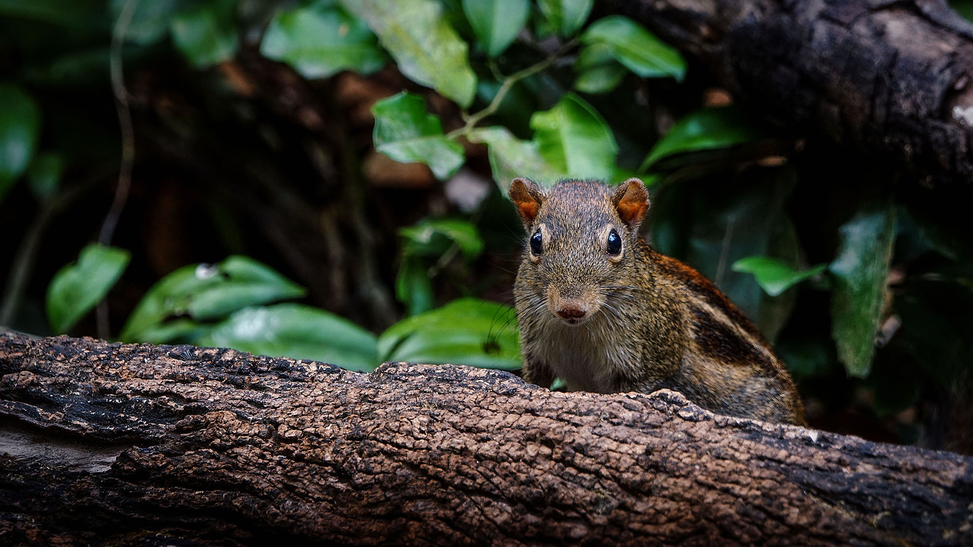 Sony ILCA-77M2 + Sony 70-400mm F4-5.6 G SSM II sample photo. Berdmore's ground squirrel photography