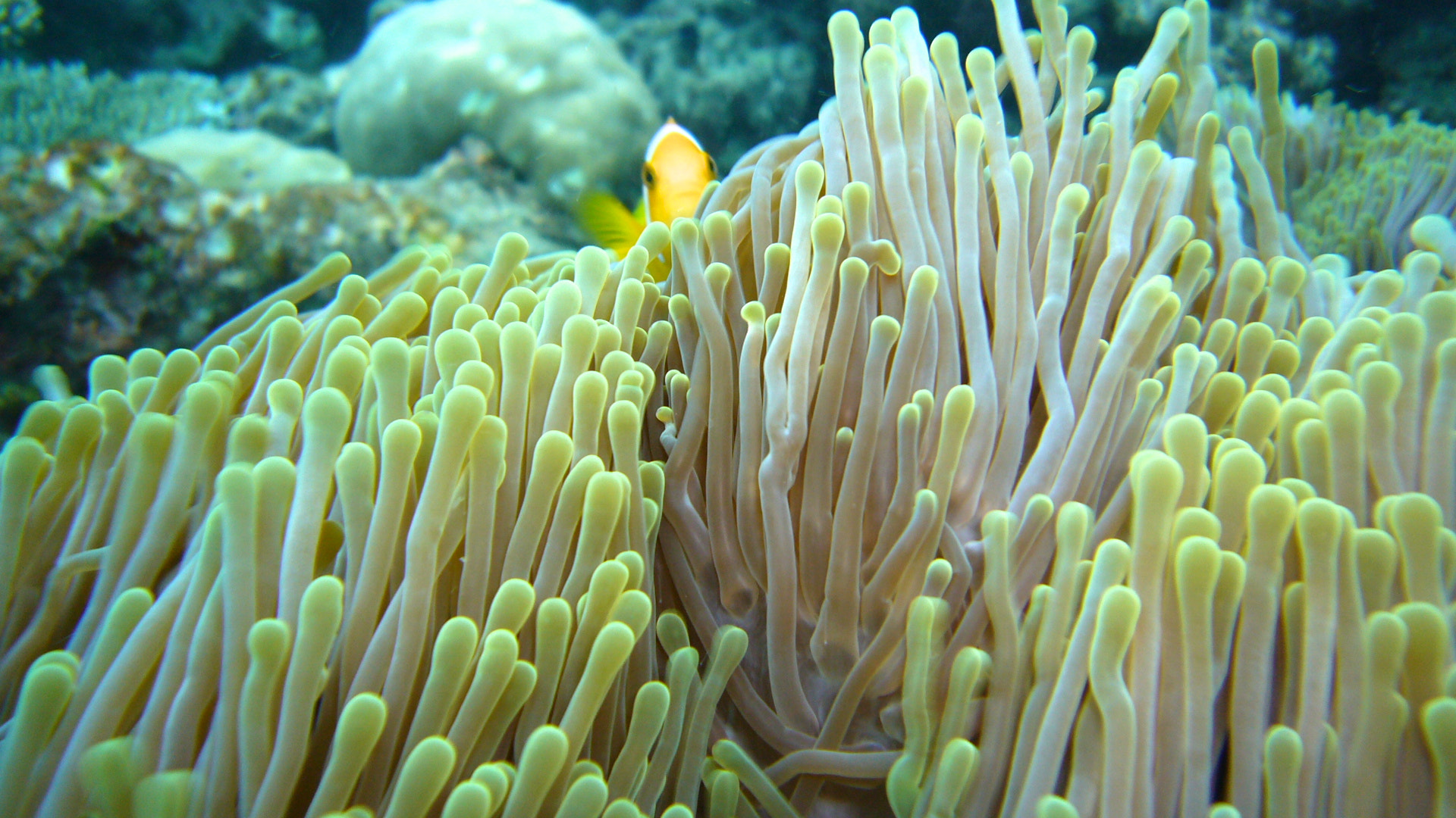 Panasonic DMC-FX01 sample photo. A maldivian anemonefish photography