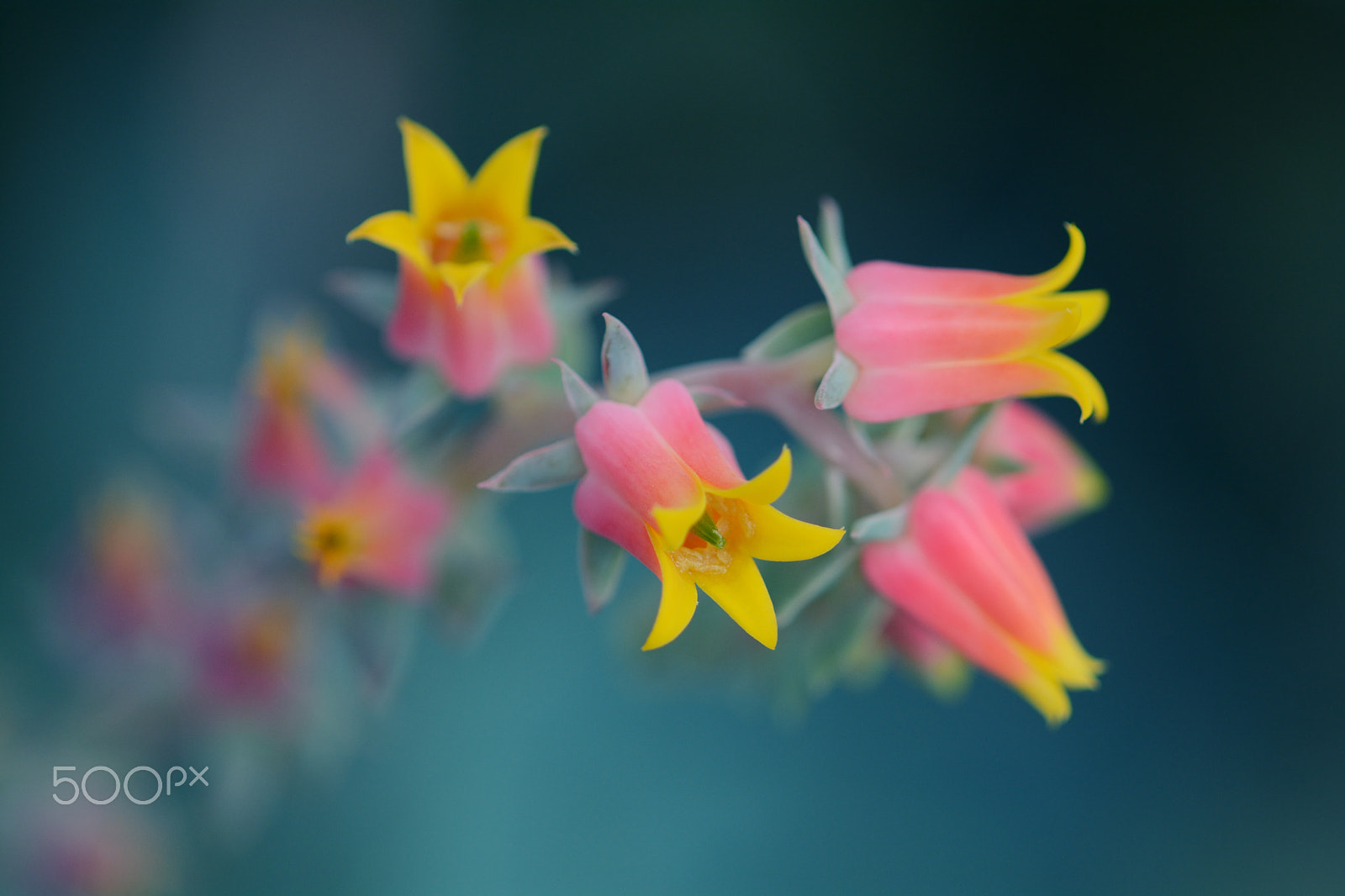 Nikon D7100 + Nikon AF Micro-Nikkor 200mm F4D ED-IF sample photo. Echeveria pumila photography