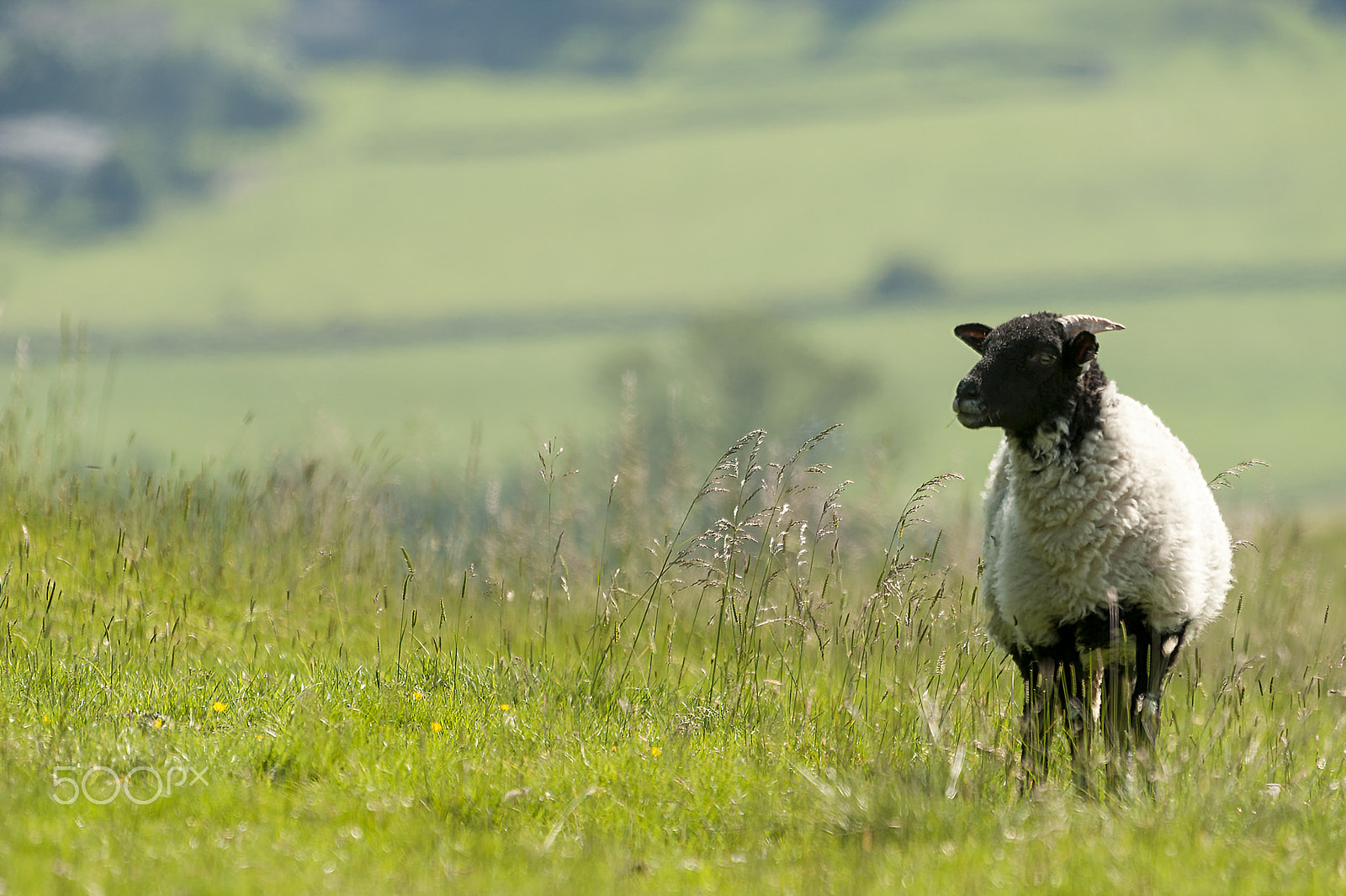 Sigma 120-400mm F4.5-5.6 DG OS HSM sample photo. Lone sheep photography
