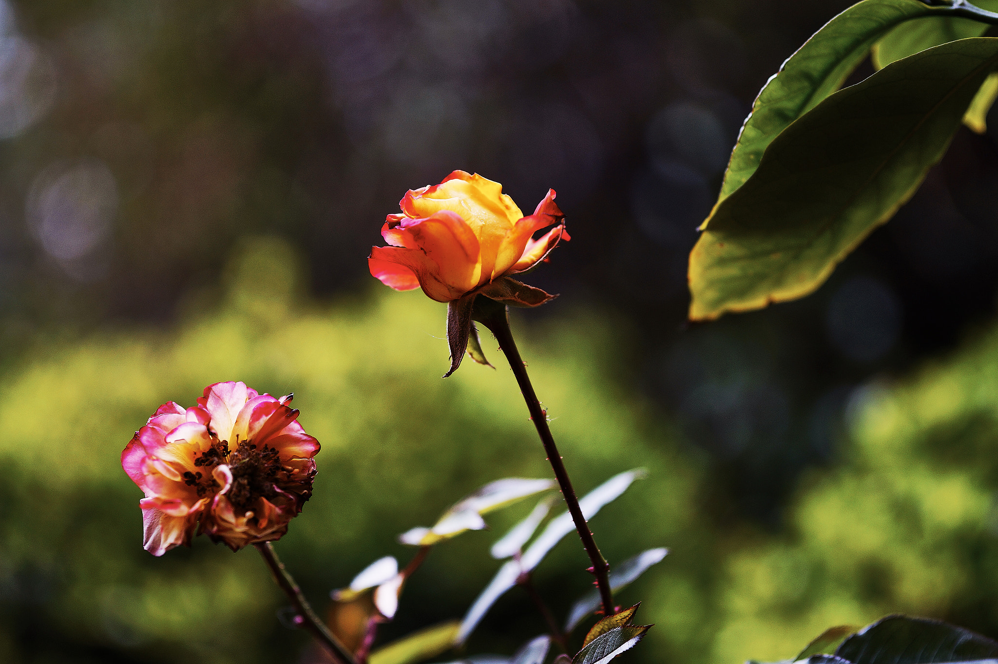 Sony Alpha a3000 + E 60mm F2.8 sample photo. You tomorrow photography
