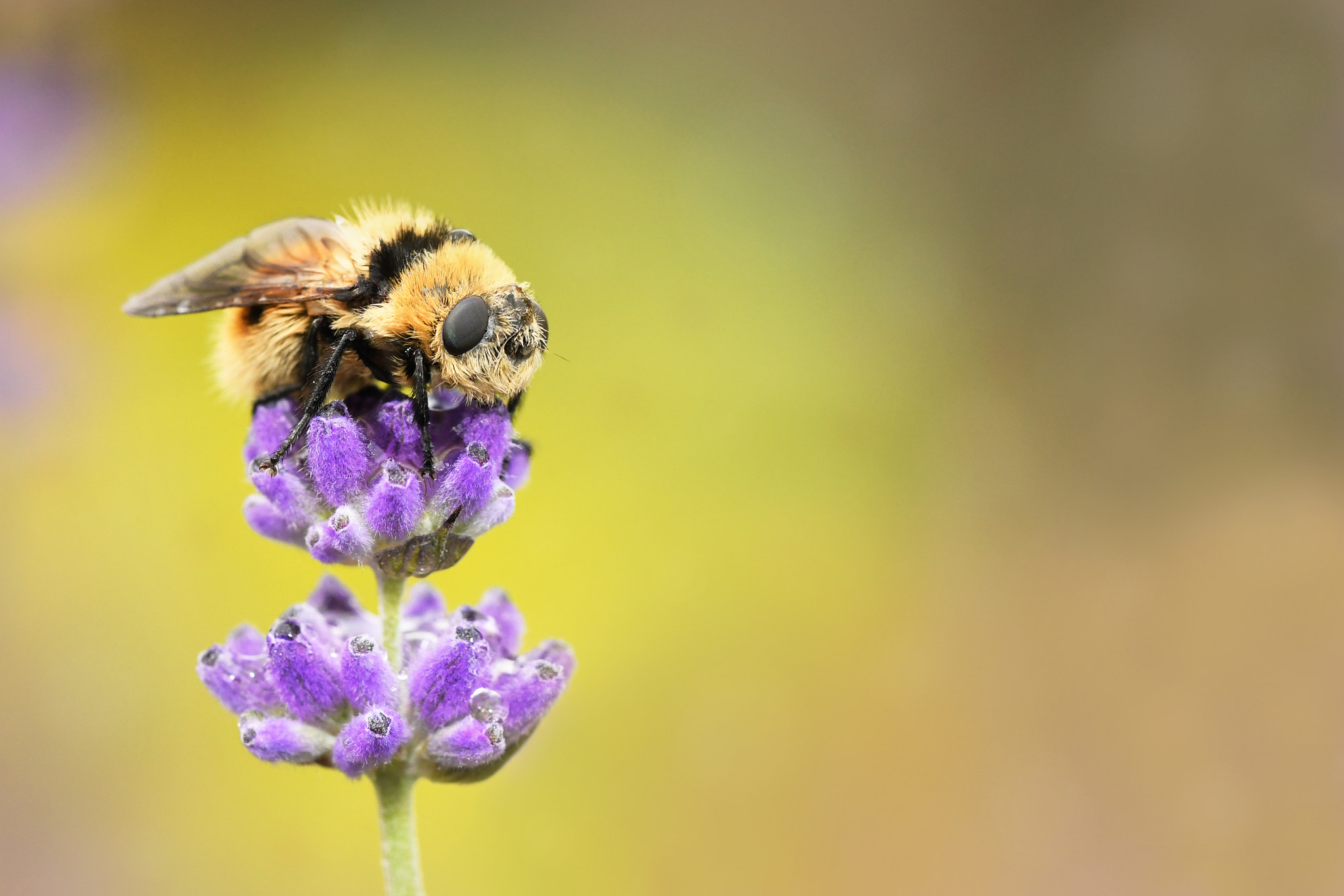 Nikon D500 + Nikon AF Nikkor 14mm F2.8D ED sample photo. Lavender breakfast photography