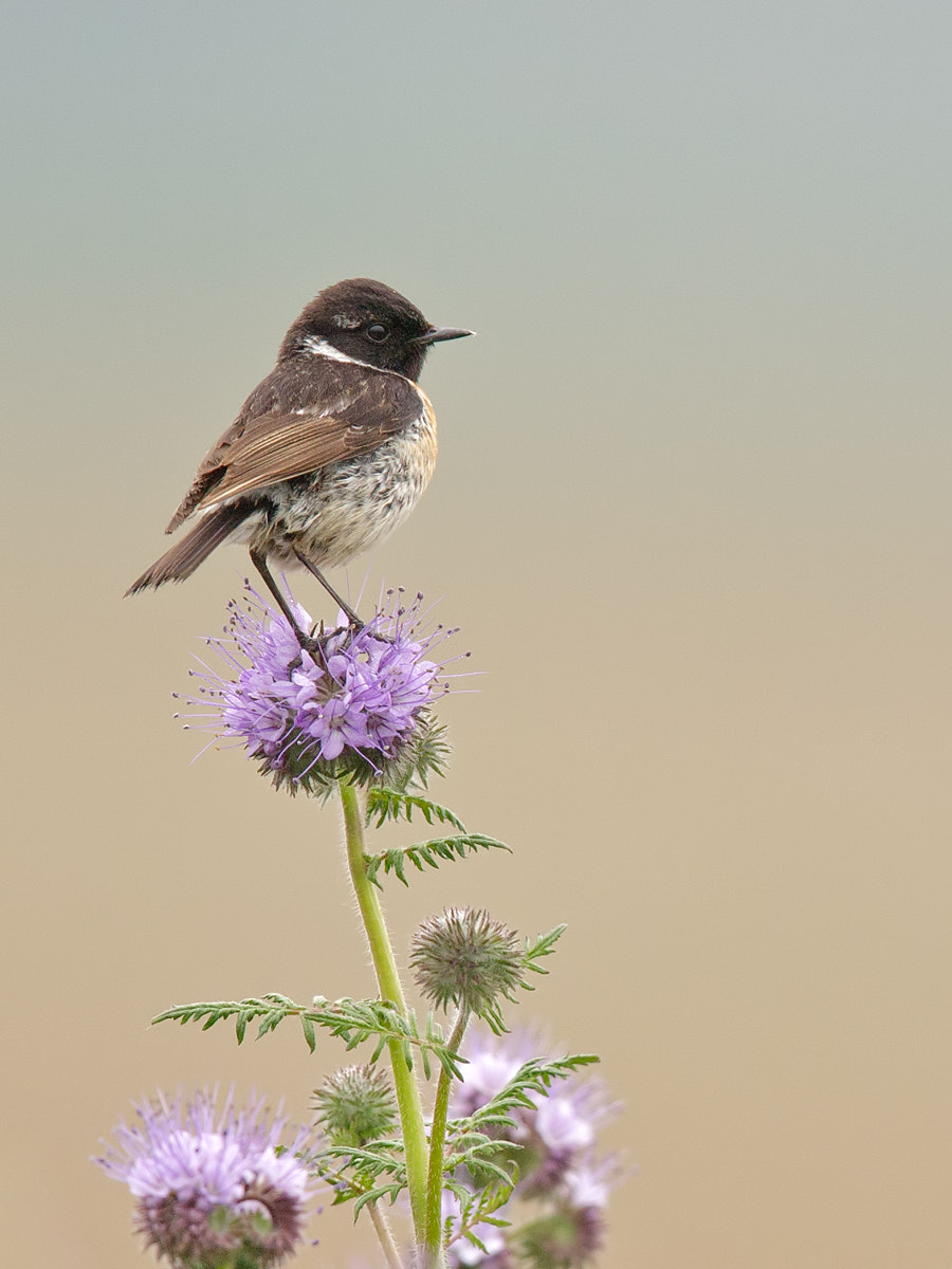 Canon EF 600mm F4L IS II USM sample photo. Male stonechat. photography