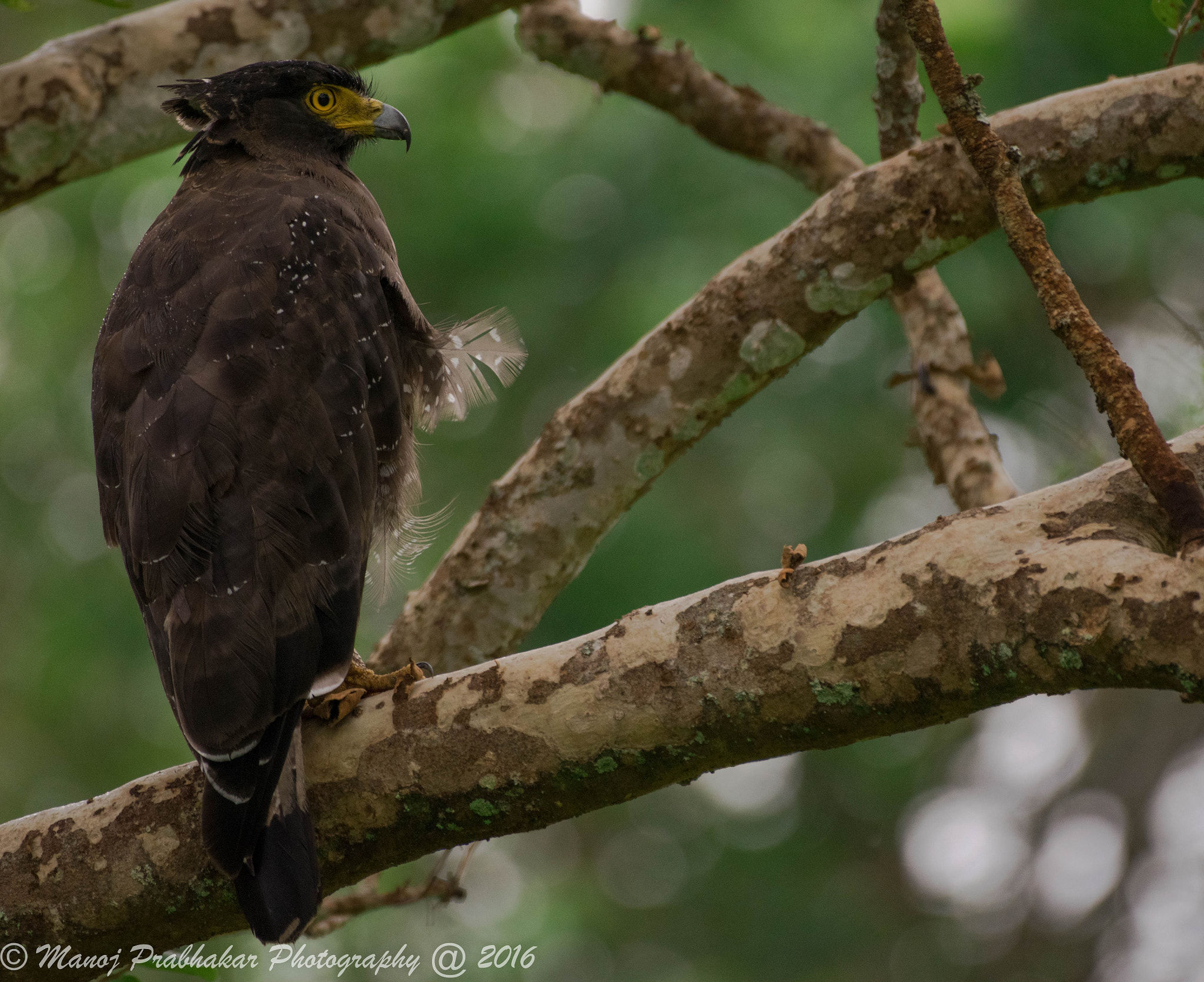 Nikon AF-S Nikkor 200-500mm F5.6E ED VR sample photo. Crested serpent eagle photography