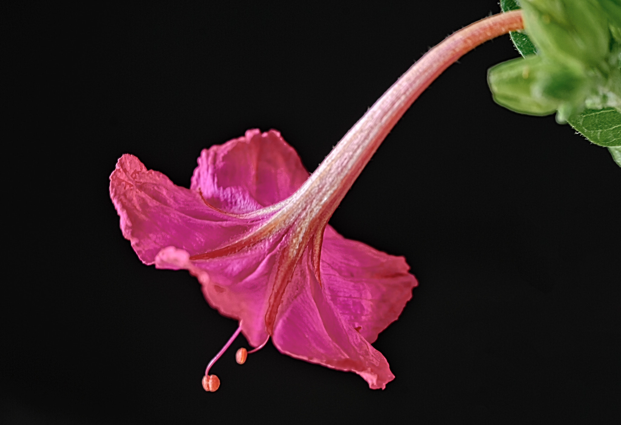 Nikon D40X sample photo. Flower - miribilis jalapa photography