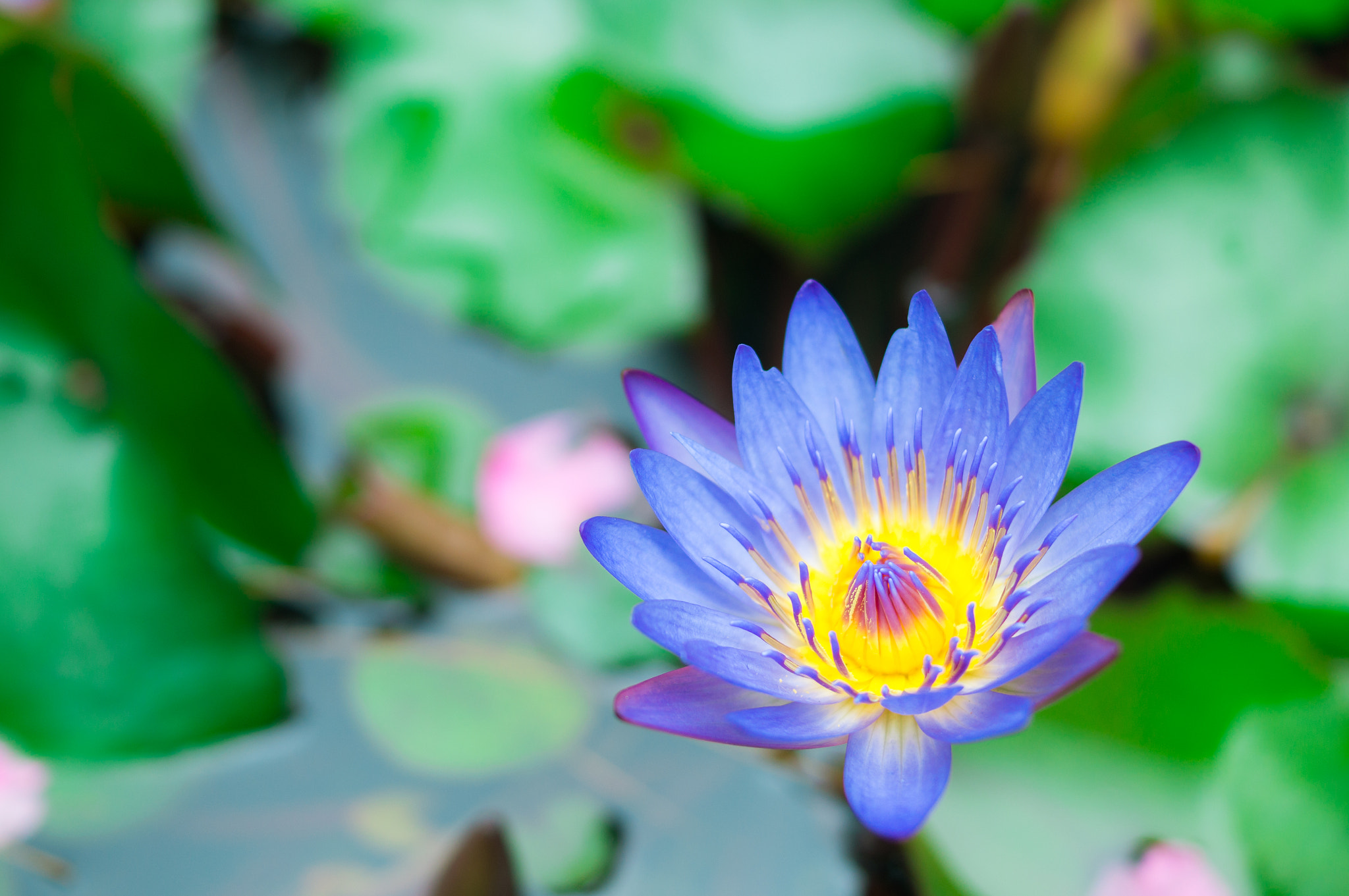 Sony SLT-A57 + Sony DT 35mm F1.8 SAM sample photo. Morning lily photography