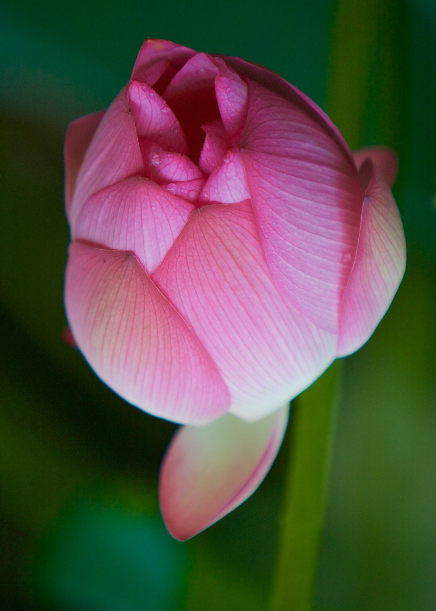 Canon EOS 5D + Canon EF 70-200mm F2.8L IS USM sample photo. Lotus photography