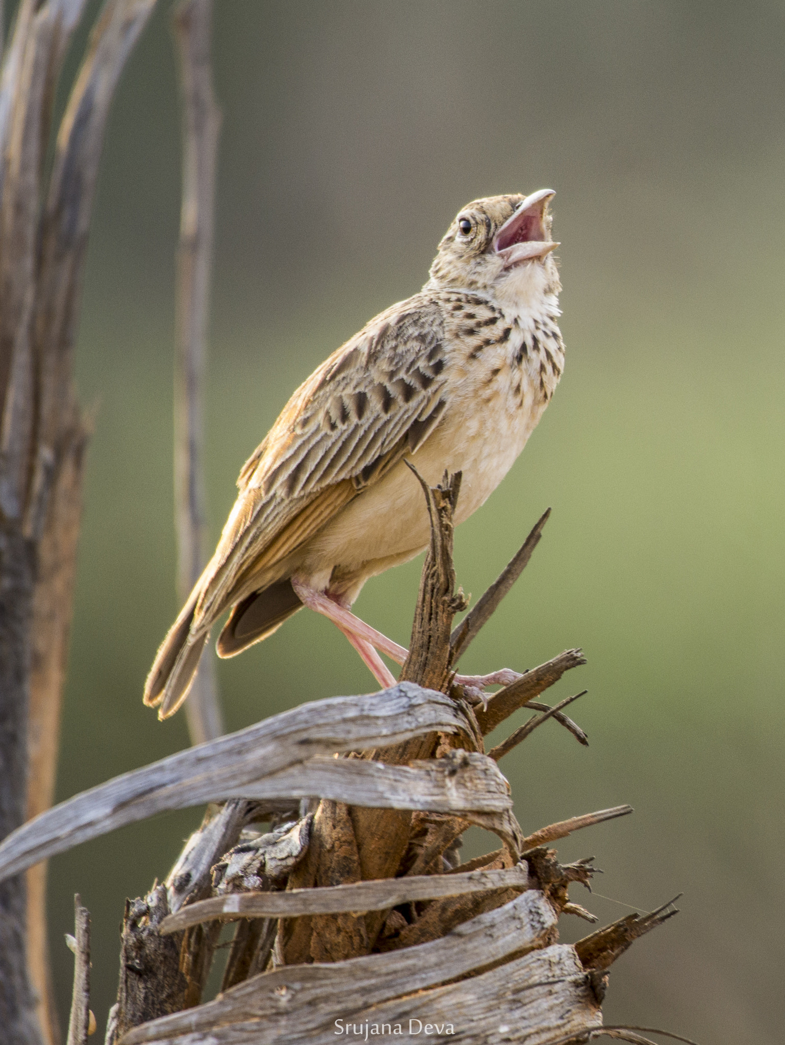 Nikon AF-S Nikkor 200-500mm F5.6E ED VR sample photo. Call of the wild photography