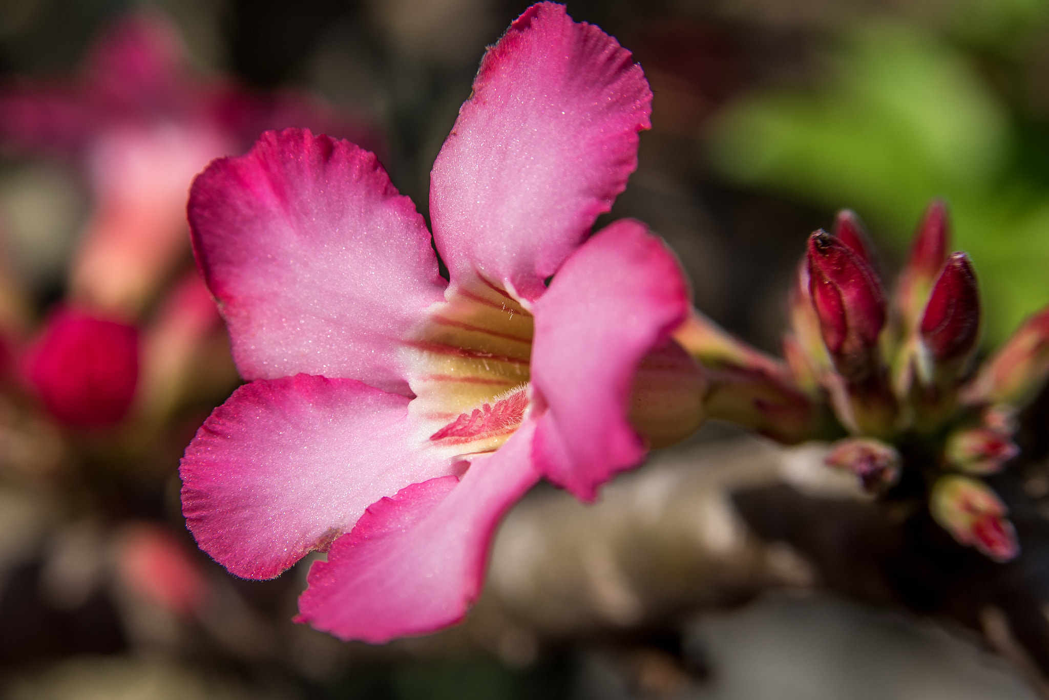 AF Zoom-Nikkor 28-105mm f/3.5-4.5D IF sample photo. Flower photography