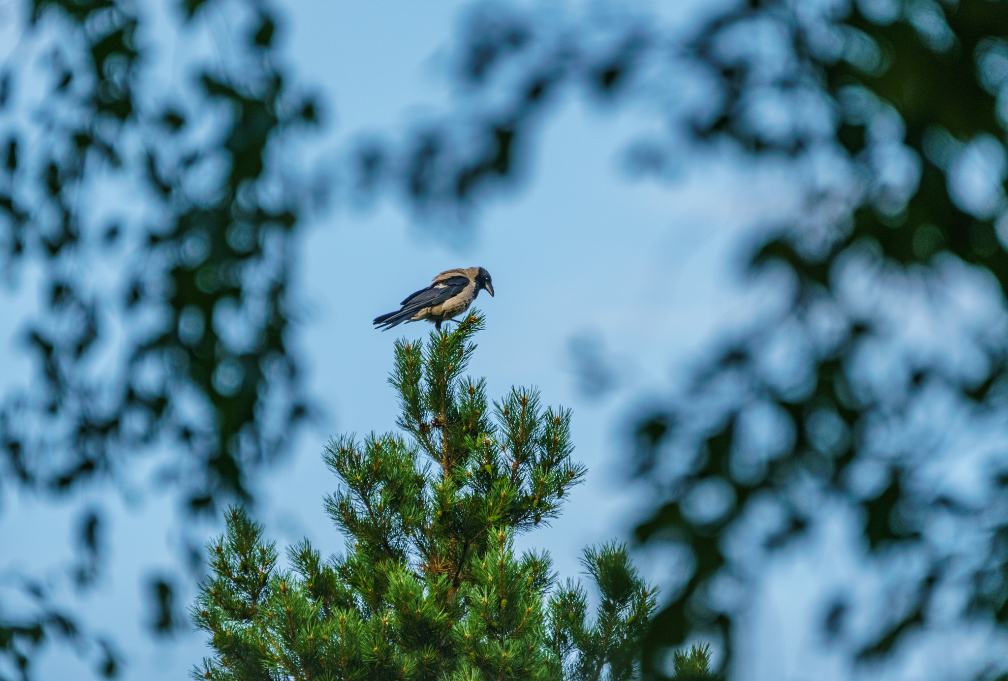 Sony FE 70-300mm F4.5-5.6 G OSS sample photo. ***** photography