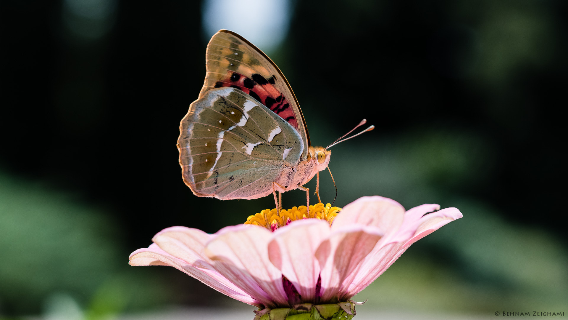 Nikon D5500 + Sigma 50mm F1.4 DG HSM Art sample photo. Hungry butterfly photography