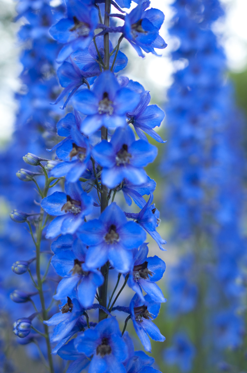 Nikon D90 + Nikon AF-S Nikkor 28mm F1.8G sample photo. Delphinium spike photography