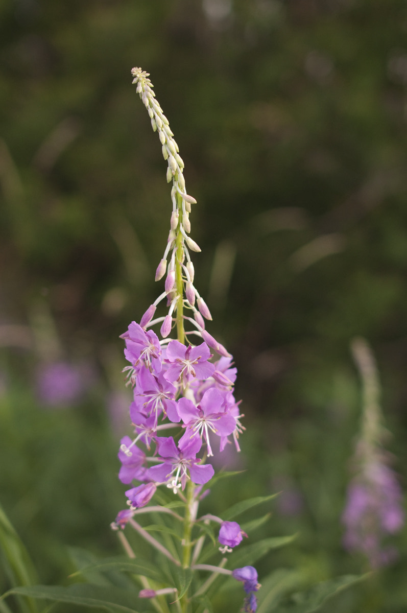 Nikon D90 + Nikon AF-S Nikkor 28mm F1.8G sample photo. Fireweed photography