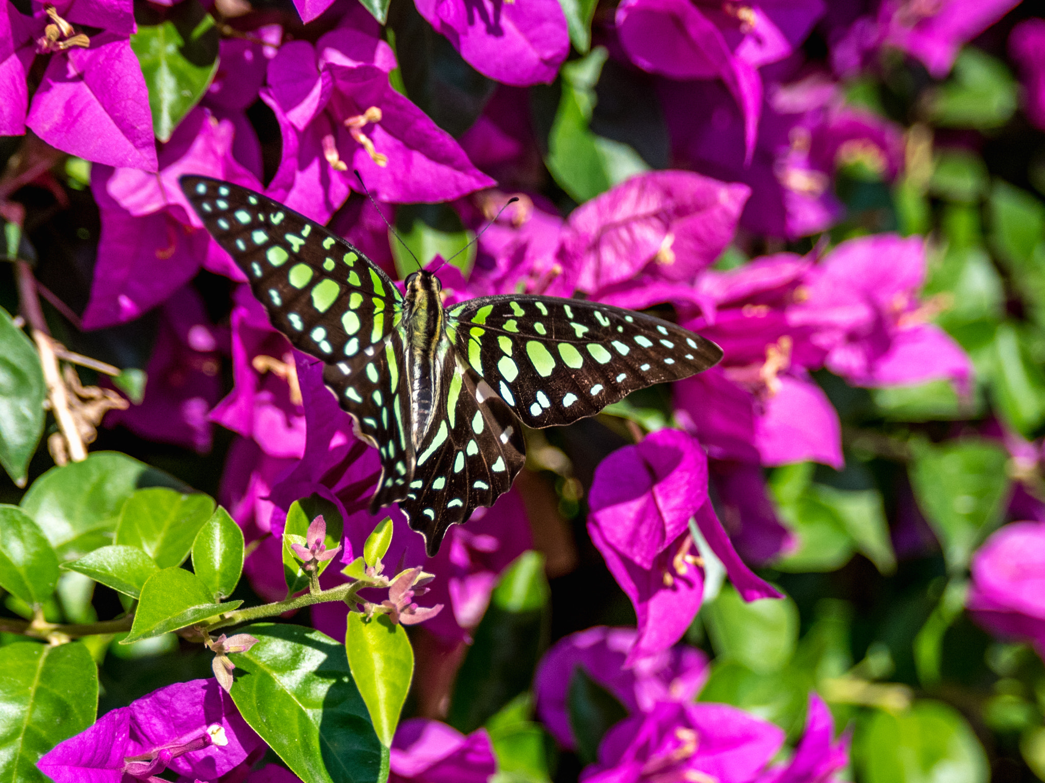 AF Zoom-Nikkor 28-105mm f/3.5-4.5D IF sample photo. Butterfly photography