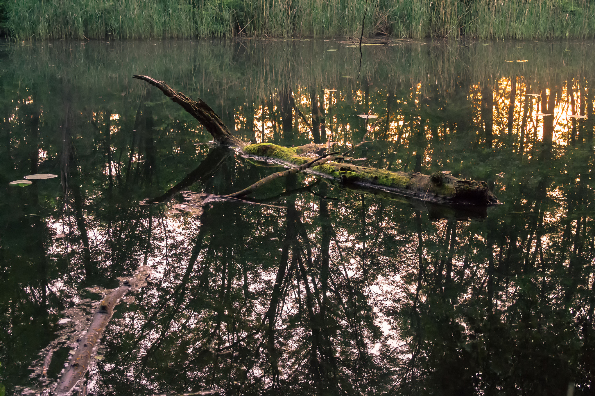 Olympus OM-D E-M5 + Olympus M.Zuiko Digital 25mm F1.8 sample photo. Vienna evening jungle photography