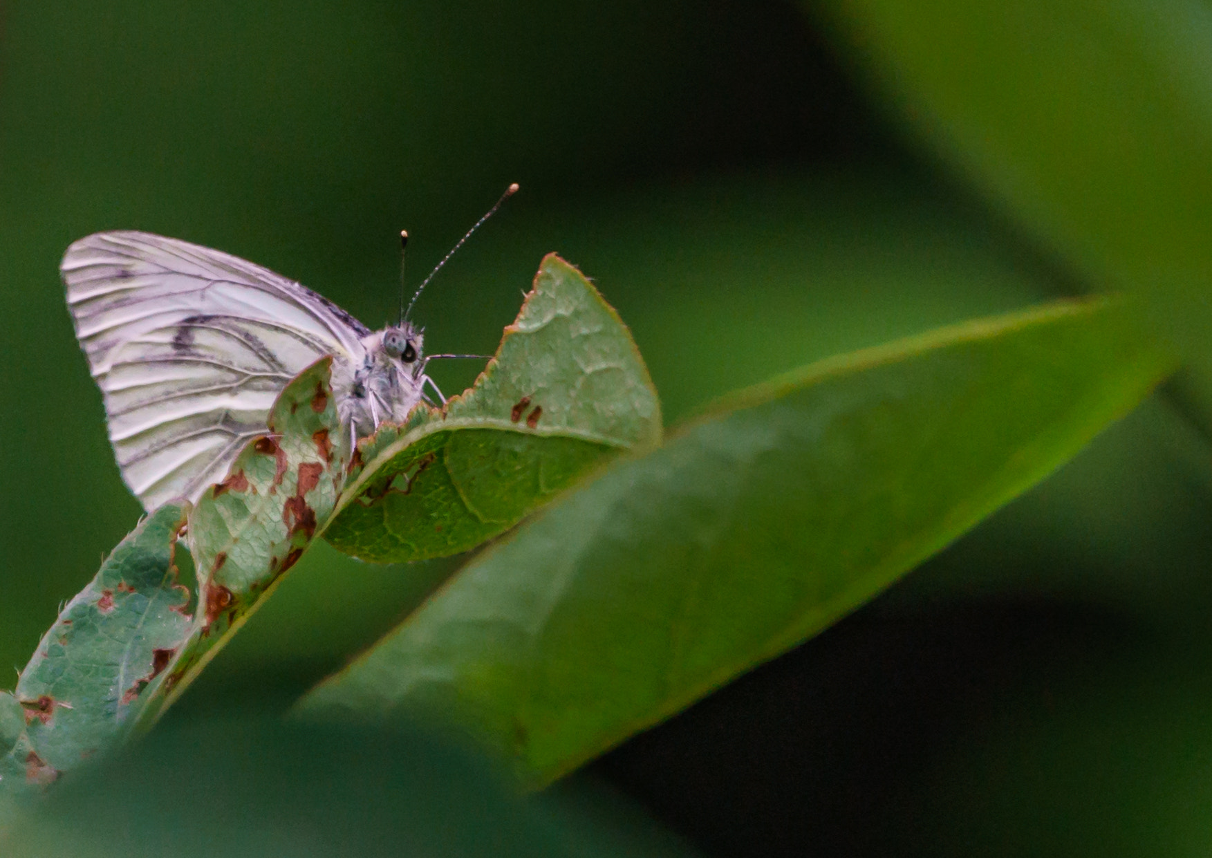 Sony FE 70-300mm F4.5-5.6 G OSS sample photo. ***** photography