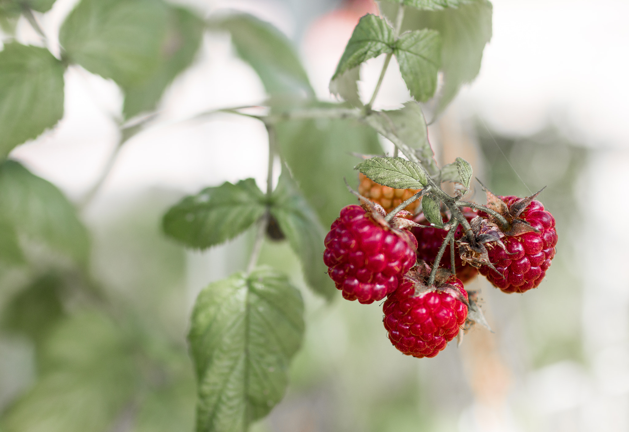 Canon EOS 70D + Canon EF 35mm F1.4L USM sample photo. Raspberries on a branch photography