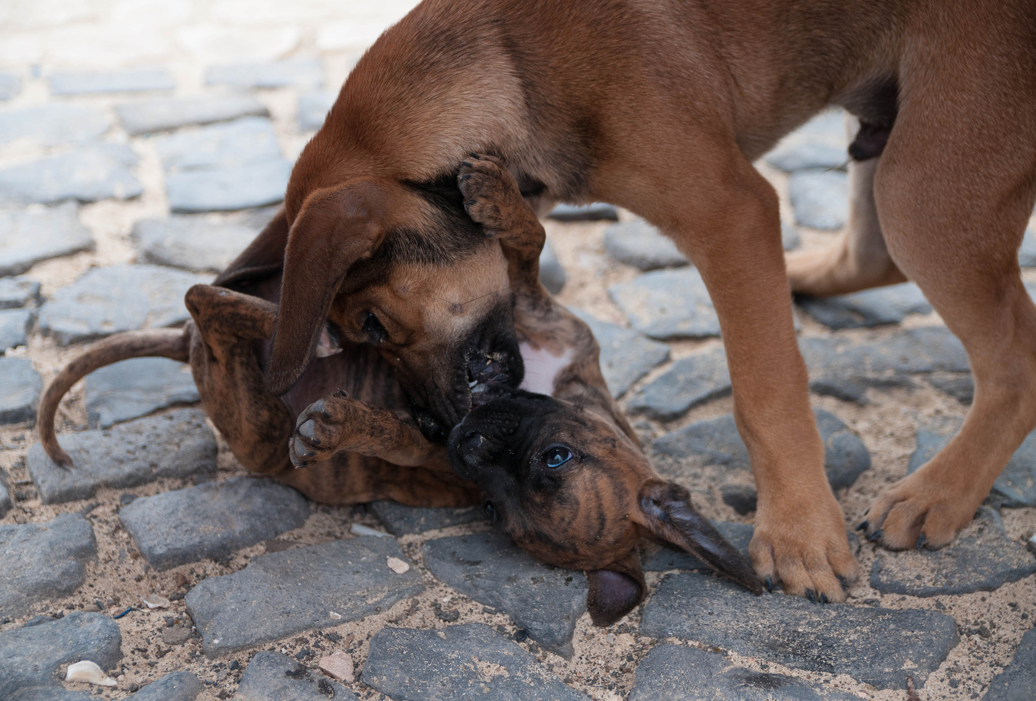 Nikon D300 + Sigma 18-50mm F2.8 EX DC Macro sample photo. Dogs playing photography