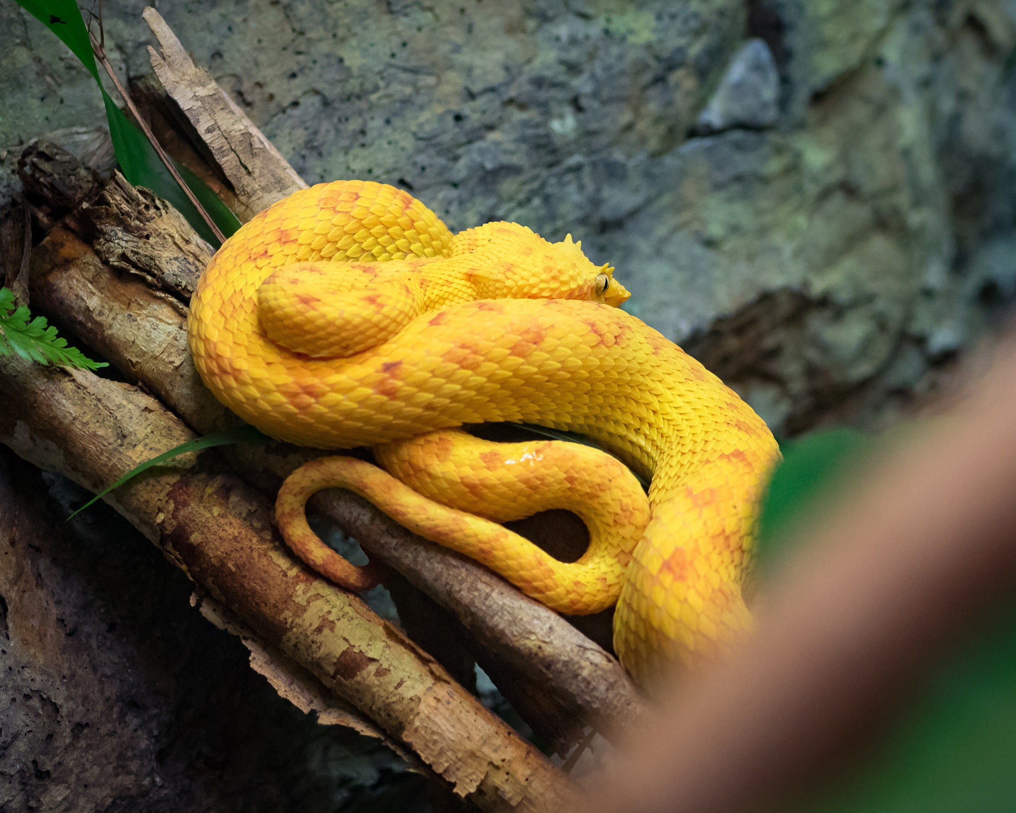 Olympus OM-D E-M1 + OLYMPUS 50mm Lens sample photo. Eyelash viper (bothriechis schlegelii). mapanare cejud. photography