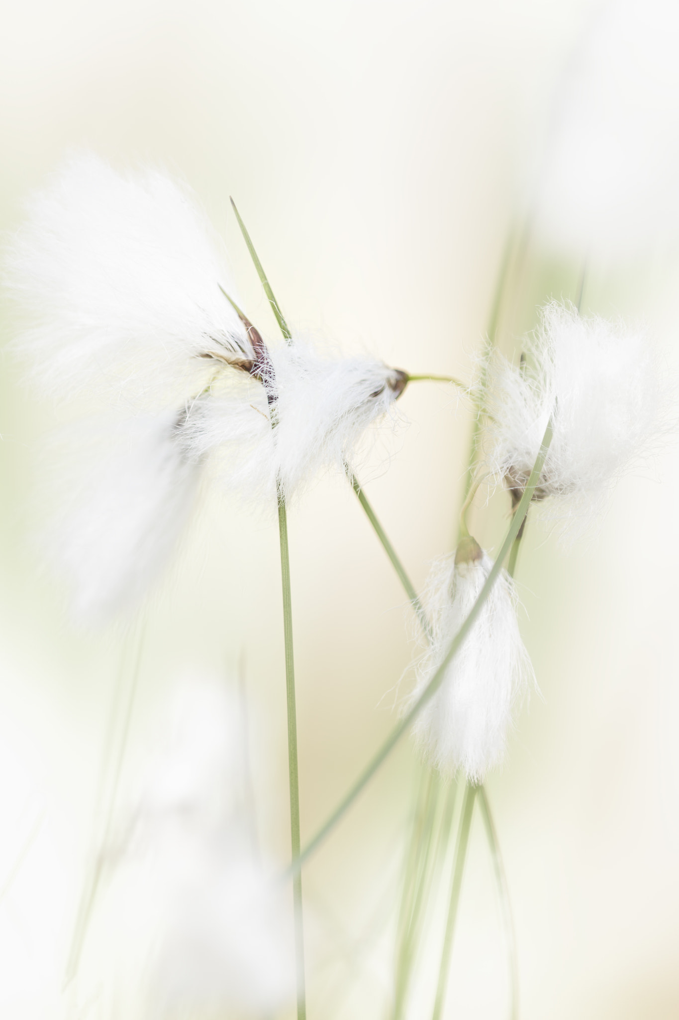 Nikon AF Micro-Nikkor 200mm F4D ED-IF sample photo. Cottongrass photography