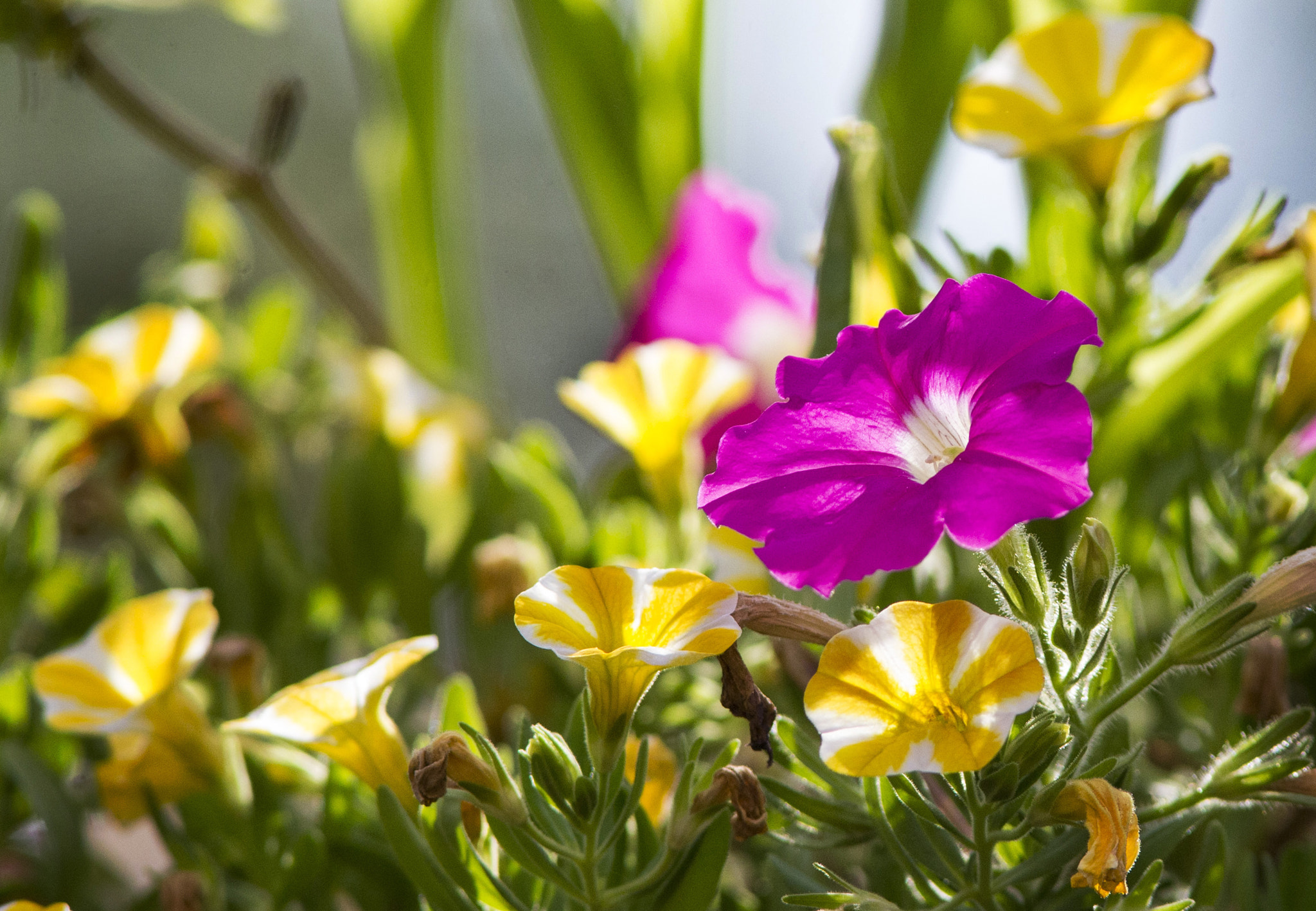 Canon EF 300mm F4L IS USM sample photo. Pink and yellow photography
