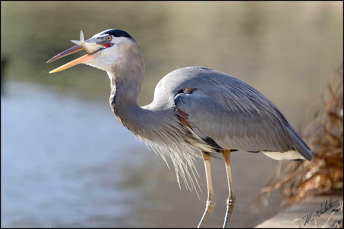 Canon EF 70-200mm F2.8L USM sample photo