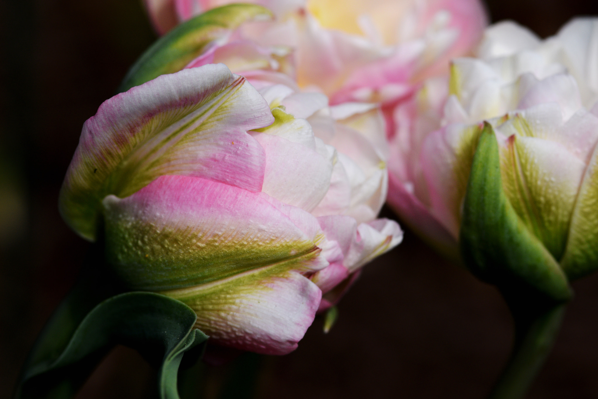 Nikon AF-S Micro-Nikkor 105mm F2.8G IF-ED VR sample photo. Tulip buds photography