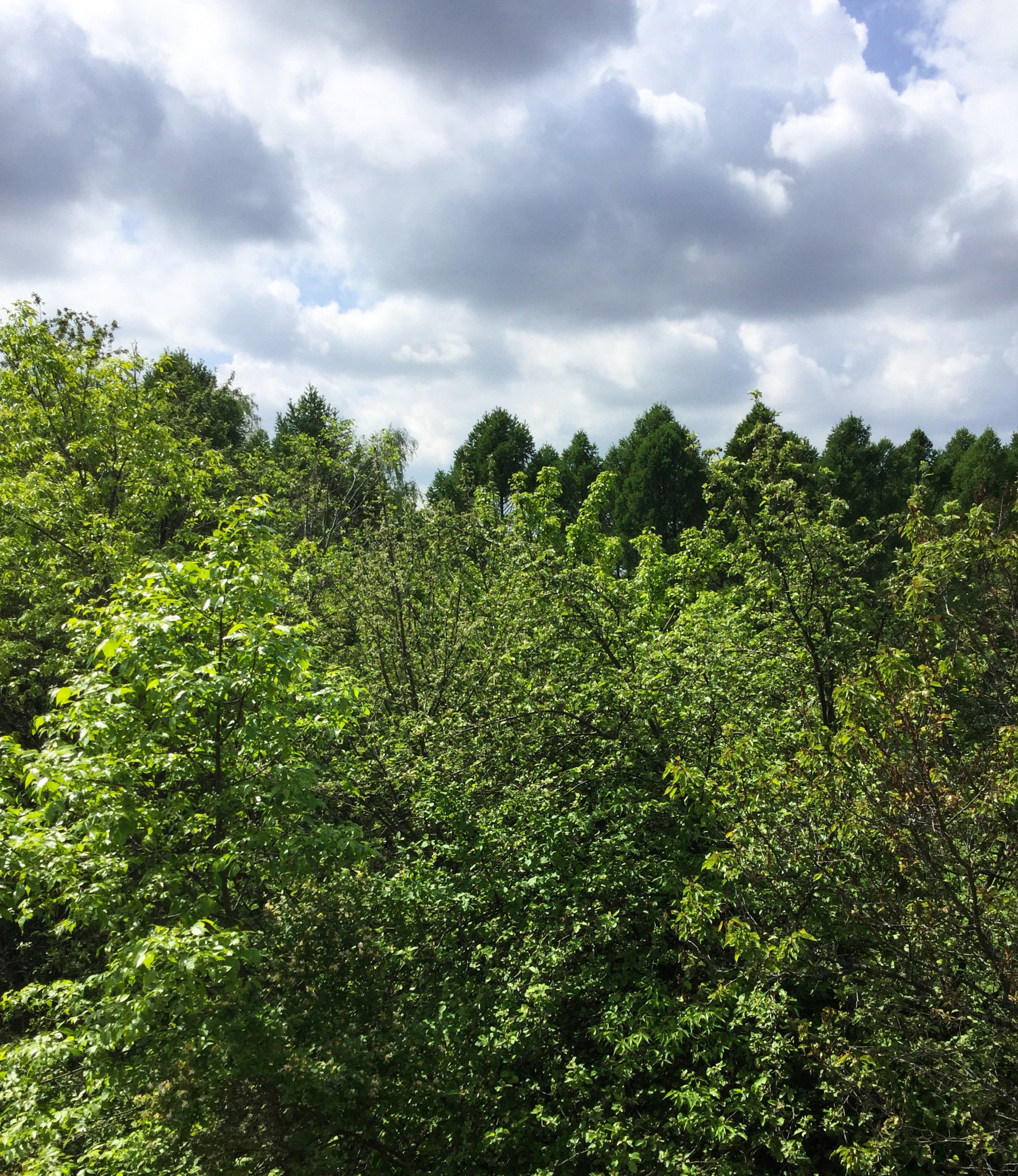 iPad Air 2 back camera 3.3mm f/2.4 sample photo