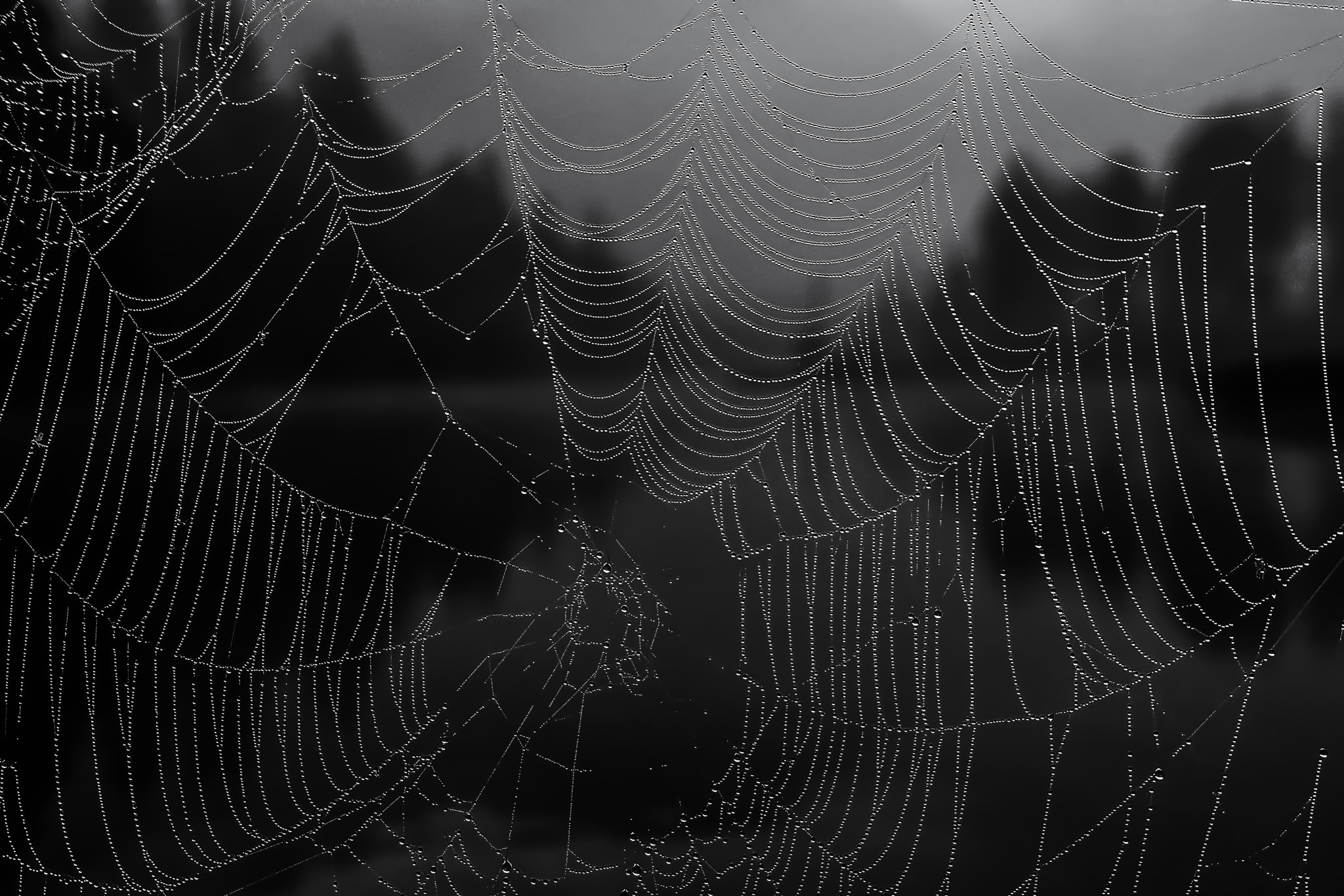 Olympus Zuiko Digital ED 12-60mm F2.8-4.0 SWD sample photo. A spider´s dawn photography