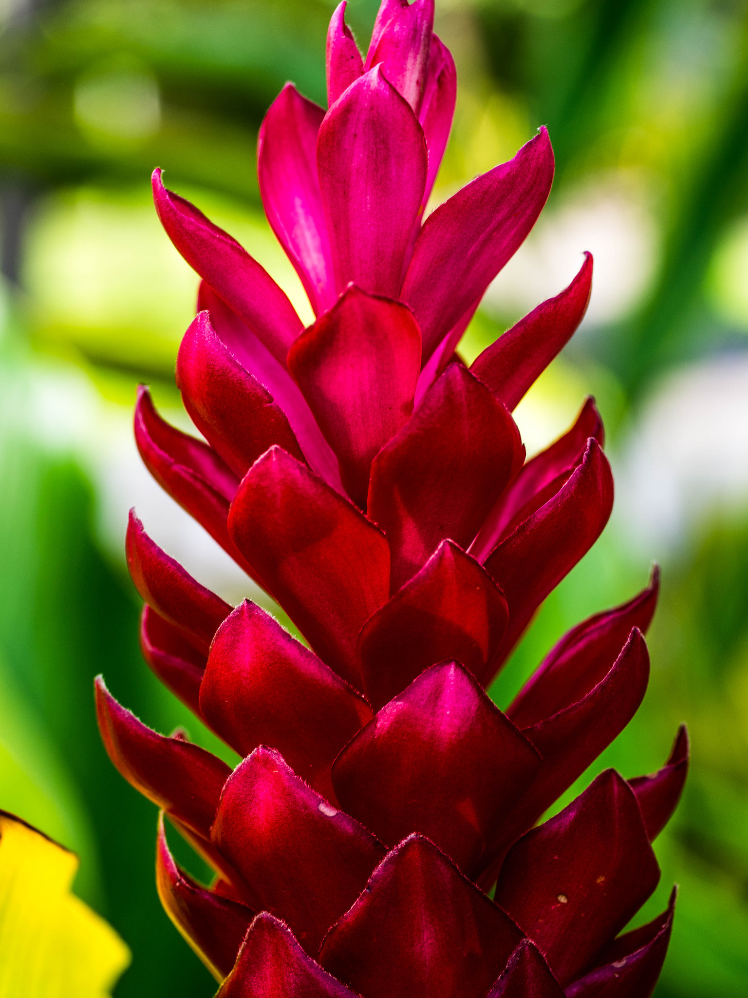 Panasonic Leica DG Macro-Elmarit 45mm F2.8 ASPH OIS sample photo. Deep red photography