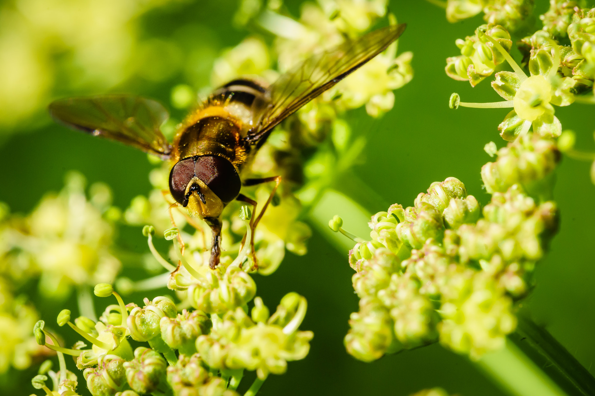 Sony 70-400mm F4-5.6 G SSM sample photo. Hoverfly photography
