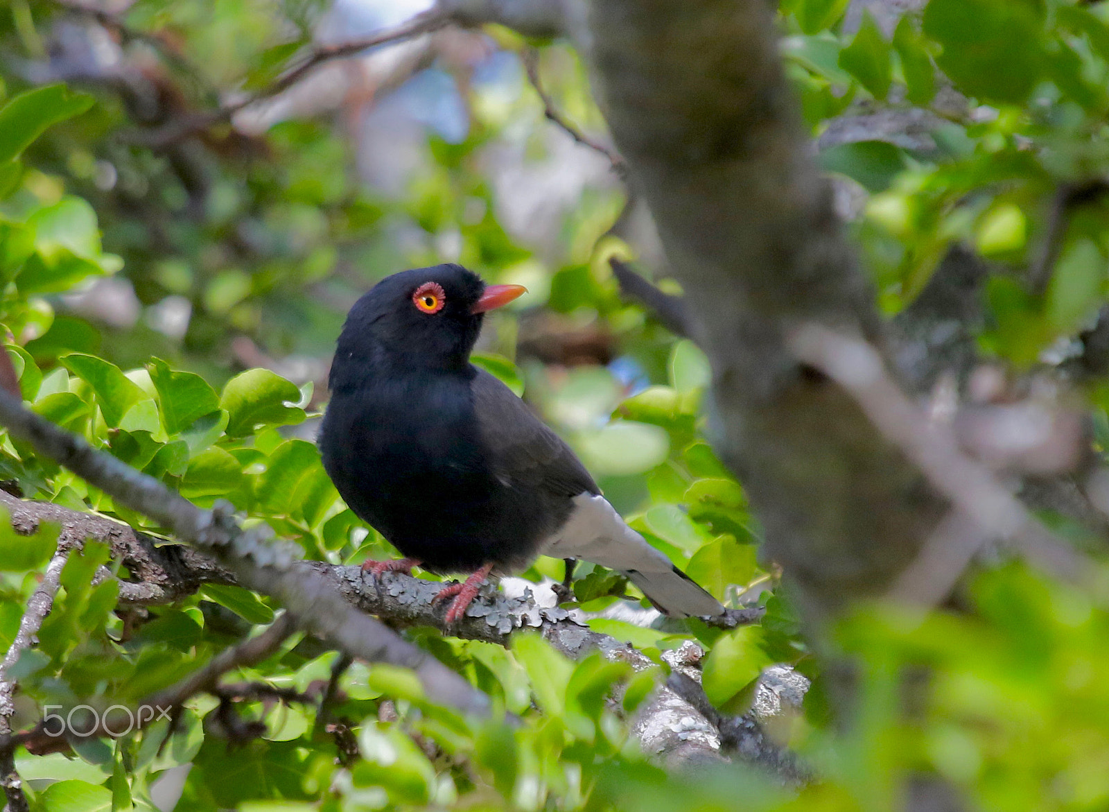 Canon EF 100-400mm F4.5-5.6L IS USM sample photo. Red-billed helmet shrike....beautifully dressed! photography