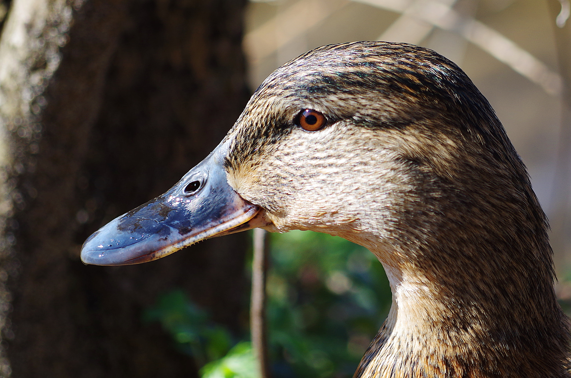 Pentax K-500 + smc PENTAX-DA L 50-200mm F4-5.6 ED sample photo. Ducky photography