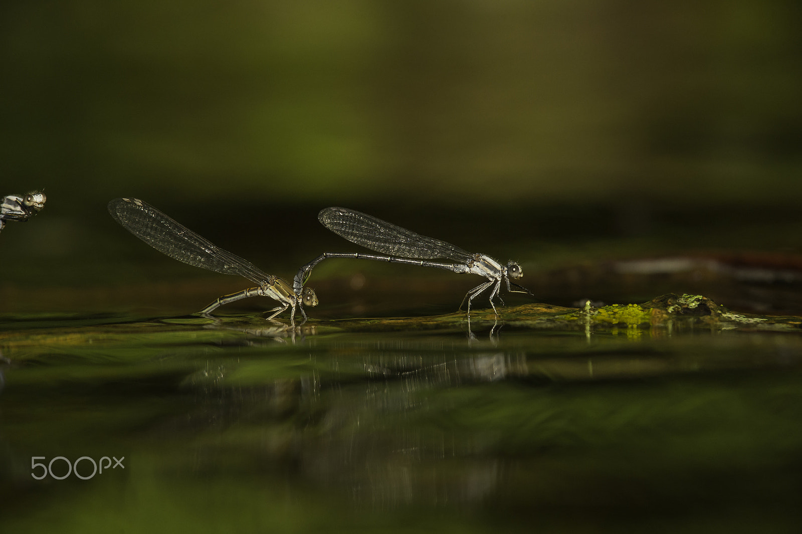 Nikon D4 + Nikon AF-S Nikkor 300mm F4D ED-IF sample photo. Libellulle bleue photography