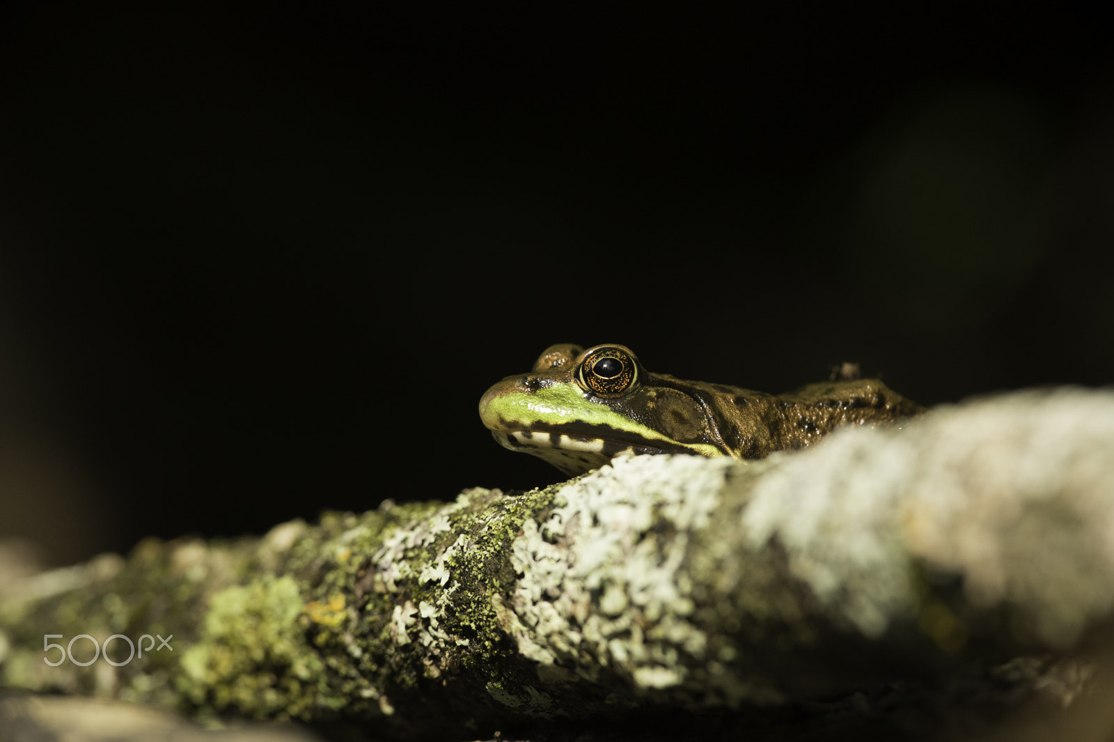 Nikon D4 + Nikon AF-S Nikkor 300mm F4D ED-IF sample photo. Grenoille photography