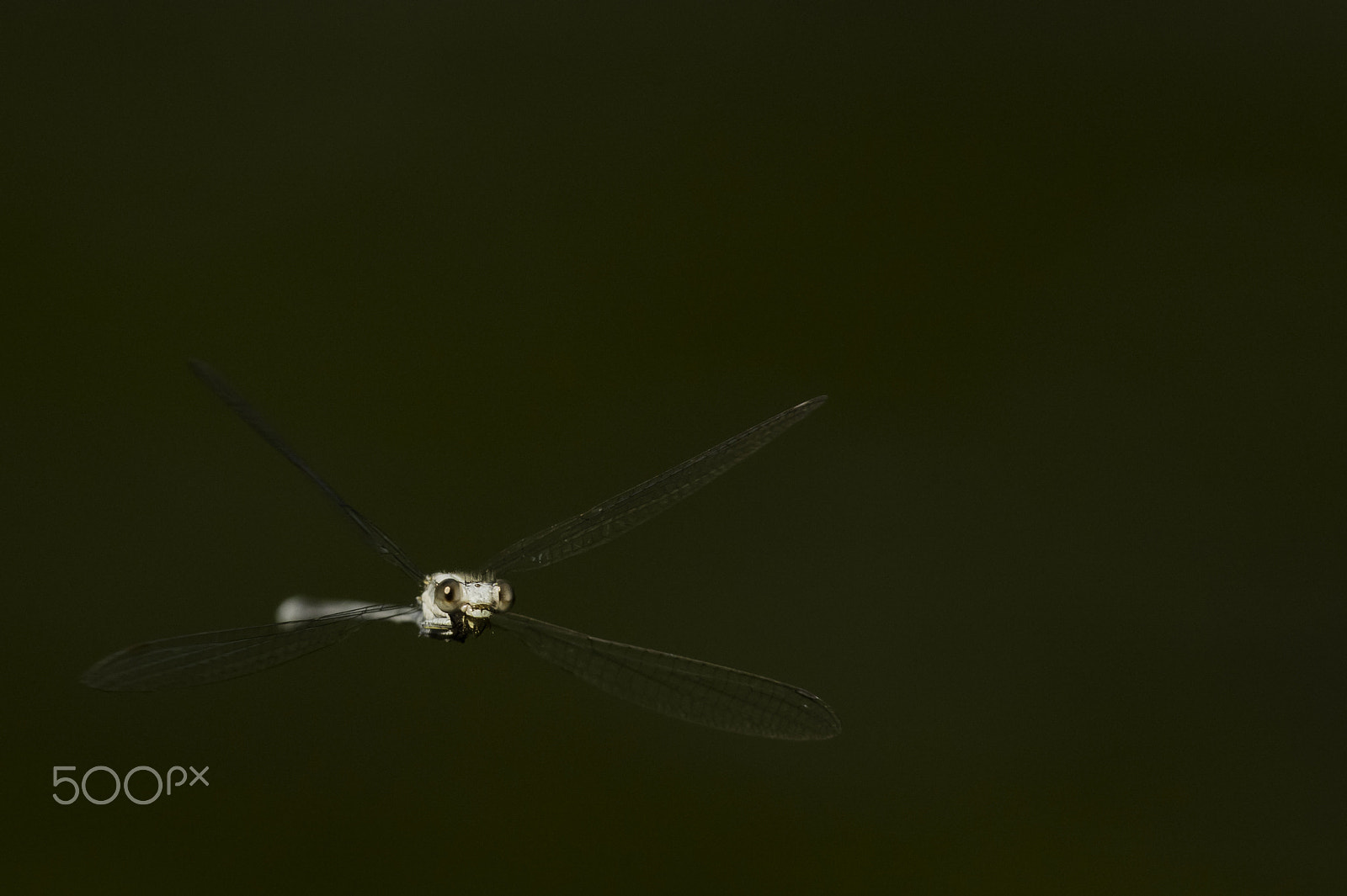 Nikon AF-S Nikkor 300mm F4D ED-IF sample photo. Libellule bleue photography