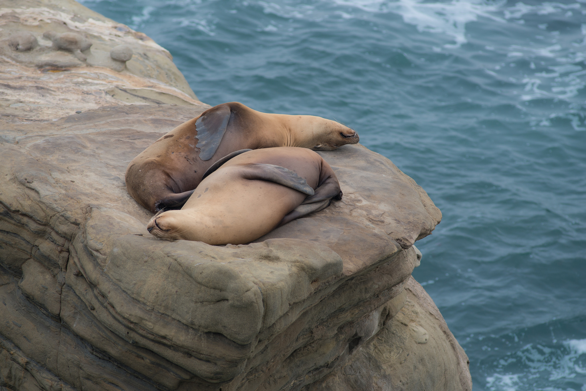 Nikon D800E + Nikon AF Nikkor 180mm F2.8D ED-IF sample photo. La jolla photography