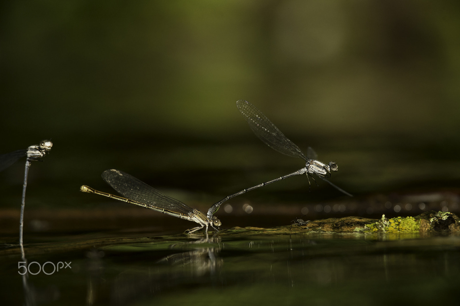Nikon D4 + Nikon AF-S Nikkor 300mm F4D ED-IF sample photo. Libellulle bleue photography